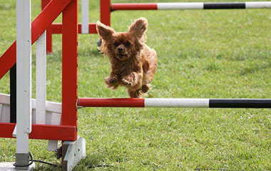 Dog jumping over hurdles
