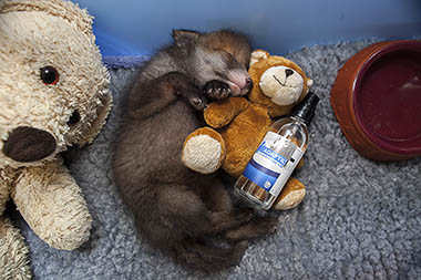Adaptil - Fox cub snuggling a teddy bear