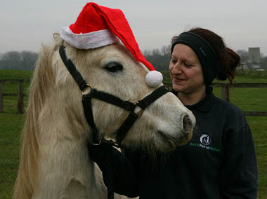 Noel the horse wearing a Christmas hat