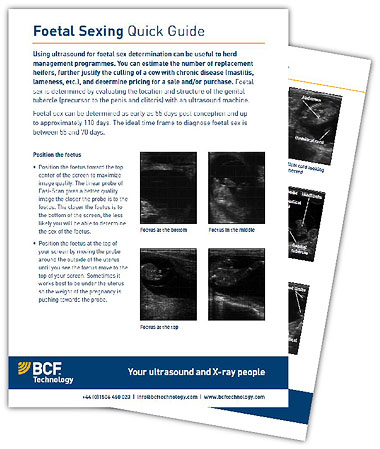BCF bovine foetal sexing guide