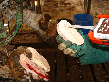 Photo showing product being applied to cow