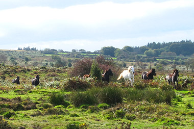 Dartmoor ponies - credit Dartmoor Photographs