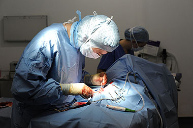 Vet performing surgery