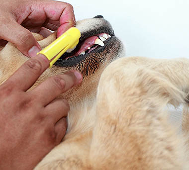 Dog and finger brush