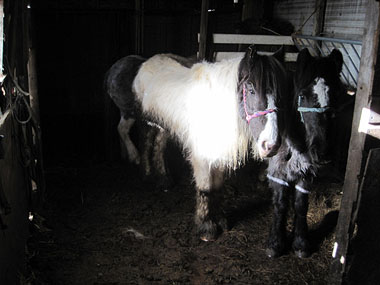 Dunn ponies as found in barn - RSPCA