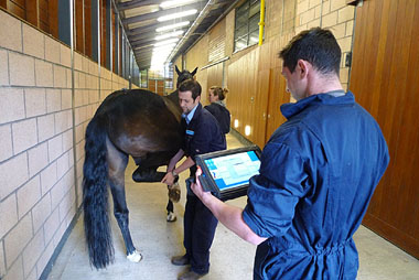 Flexion testing, using the sensor-based system, at the University of Glasgow's School of Veterinary Medicine