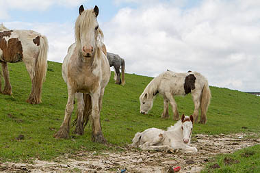 Photo of fly grazing horses