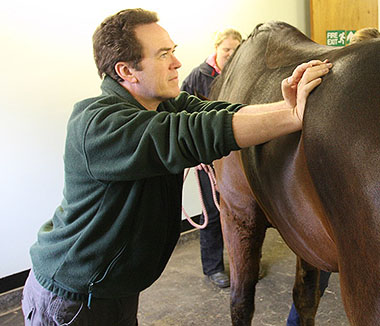 Dr. Tony Nevin treating a horse