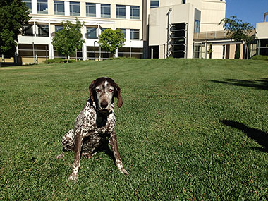 Cyrus, a 10-year-old German shorthaired pointer, sitting on the lawn