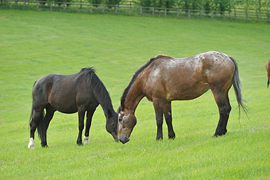 Two horses grazing in a green field