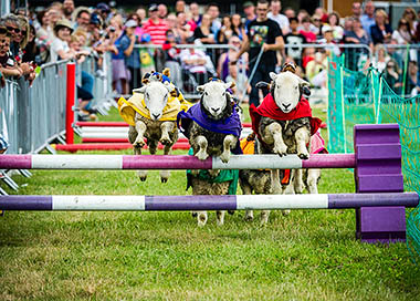 Photo of lambs jumping hurdles