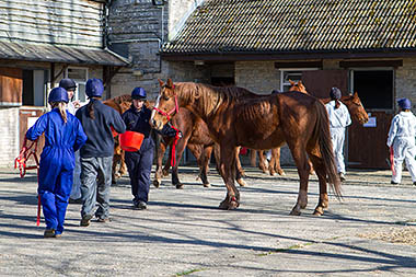 Photo showing large group of thoroughbreds outside stables