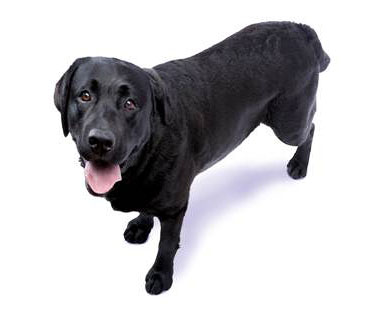 Labradors can commonly suffer from arthritis