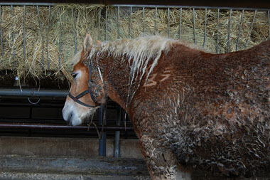 Obese Polish horse covered in own faeces after transport