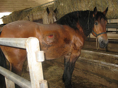 Obese Polish horse with rubbing injury