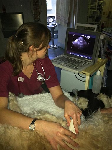 Amy Mills from Stow Vets with their new R3 ultrasound scanner