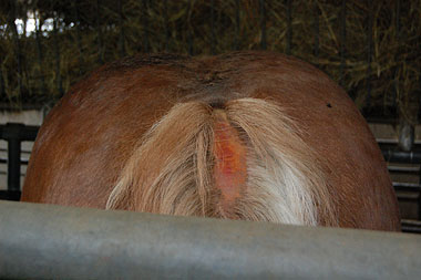Polish horse tail worn away red raw