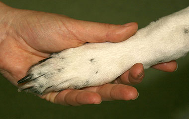 Dog paw shaking hands with human hand