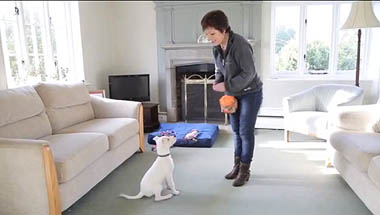 Woman standing over a puppy indoors