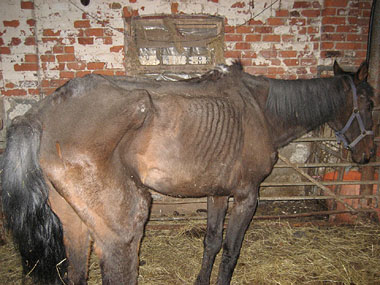 Photo of Rupert the horse showing how skinny he was