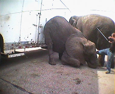 Undercover photo of circus employee kicking an elephant