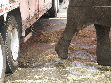 Photo of elephant chained by the hind leg to a circus caravan