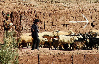 Sheep herd
