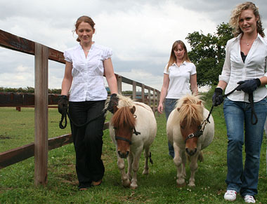 Picture of girls walking two Shetland ponies