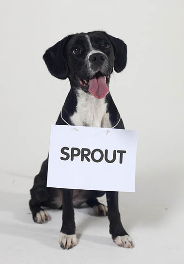 Dog with big cardboard nametag saying 'Sprout'