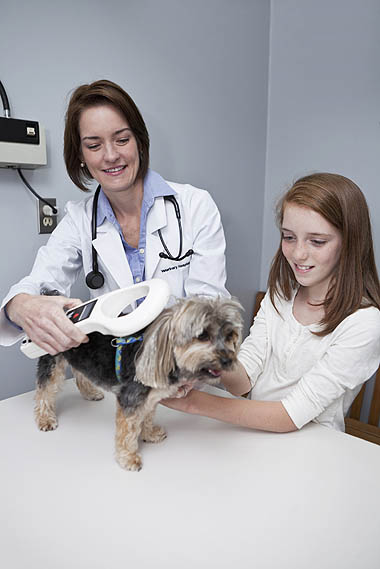 Photo of Vet scanning a dog for a microchip