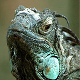 Blue Iguana