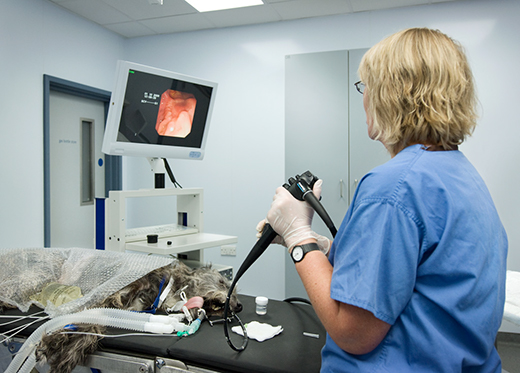 Endoscopy procedure being performedtitle=