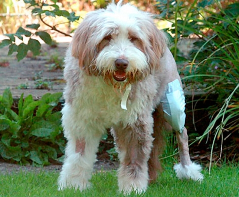 Grace - Europe's first knee replacement patient after her op at Willowstitle=