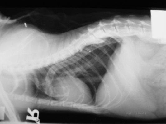 Cat with advanced renal insufficiency and possibly parathyroid anomalies resulting in large Calcium deposits  in the Arteial Vasculature.title=