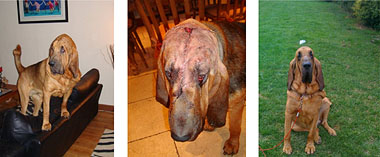 Junior, the Blood Hound, showing before, during and after photos