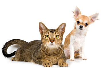 Chihuahua and cat sitting together