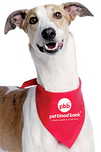 pet-blood-bank.jpg