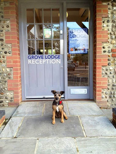 Charlie the Border terrier outside Grove Lodge Vets’ Southwick clinic