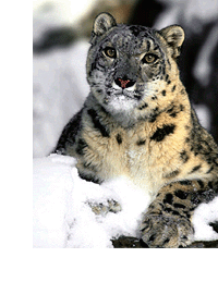 snow-leopard.gif