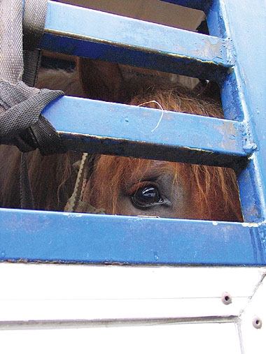 Photo of horse in a cage