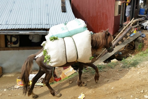 Samal Valley horse carrying tea uphill