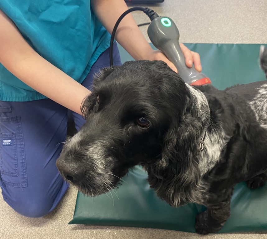 Cocker Spaniel Jake suffered a serious spinal injury but is walking again thanks to surgery at Kentdale Referrals in Milnthorpe, Cumbria. 