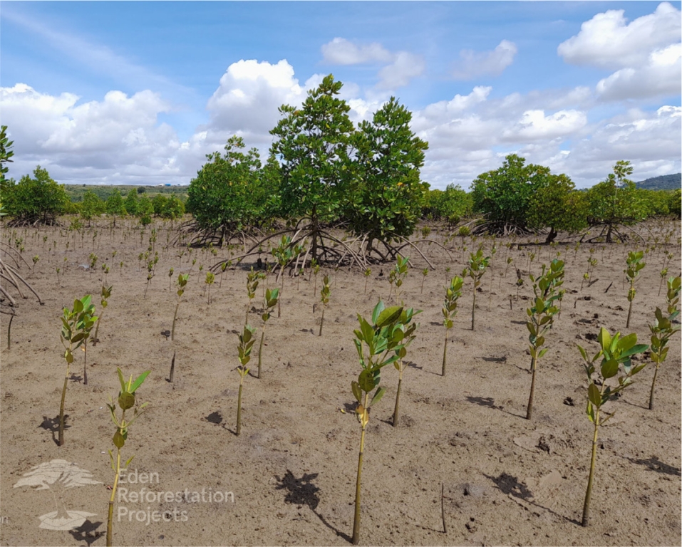 Two hundred and fifty mangrove tree saplings have been planted in Kenya