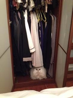 The agoraphobic cat William, a Persian Chinchilla