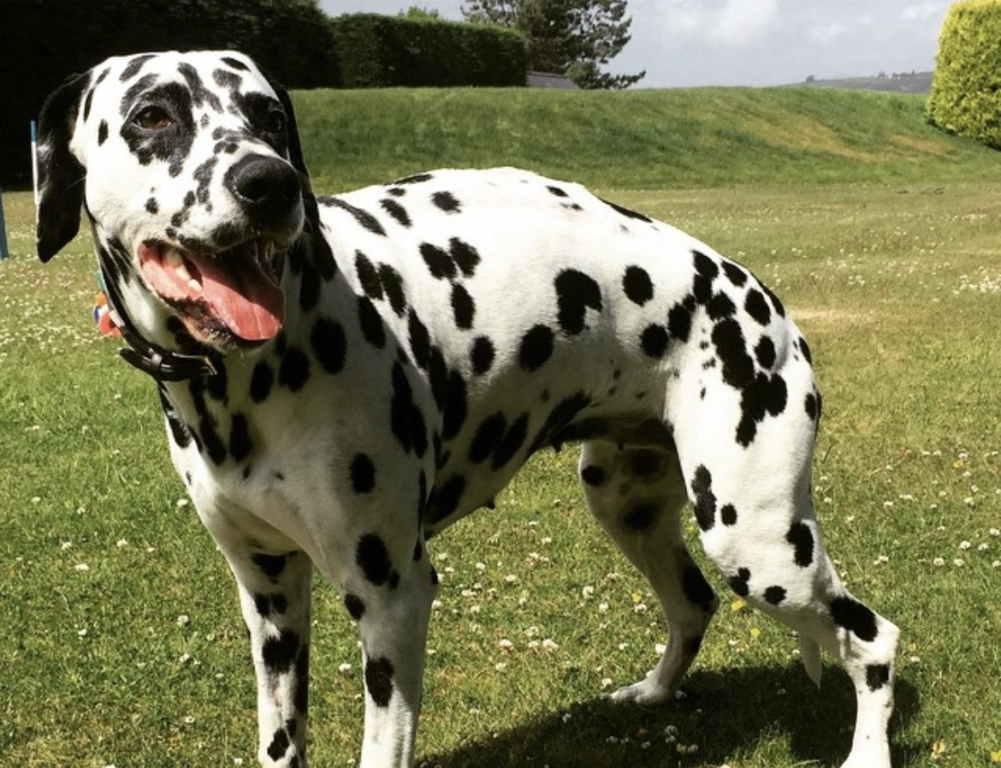 Zaves, the 13 year old dalmatian that’s still celebrating birthdays eight years after life-saving surgery at Linnaeus-owned DWR Veterinary Specialists in Cambridgeshire.