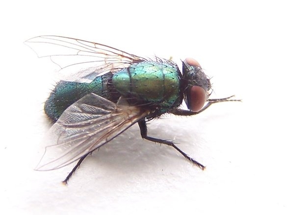 Vets and farmers are on alert as first blowfly cases confirmed in West Sussex