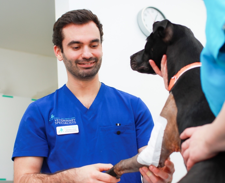 Small Animal Orthopaedic Specialist Fran Silveira has joined East of England Vet Specialists