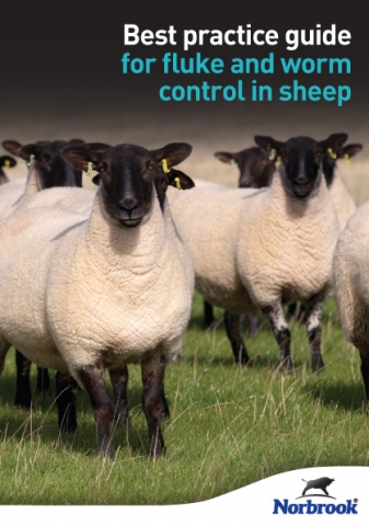 Best Practice Guide for Fluke and Worm Control in Sheep