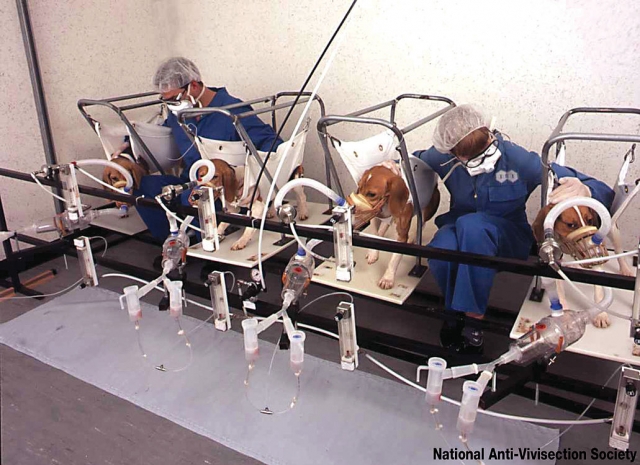 Beagles in a UK laboratory