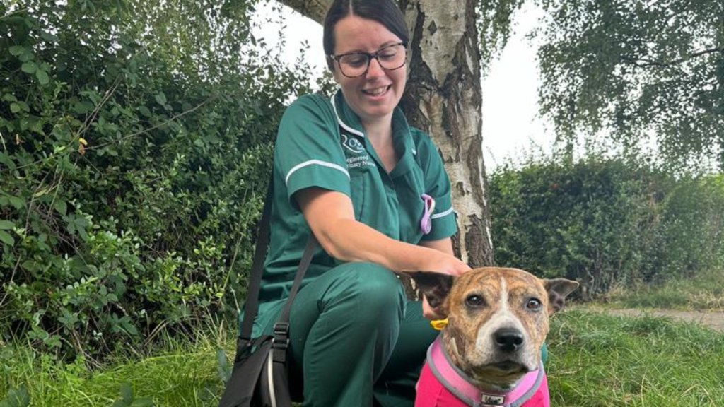 Staffie crossbreed Banshee was saved after treatment at Rowe Referrals